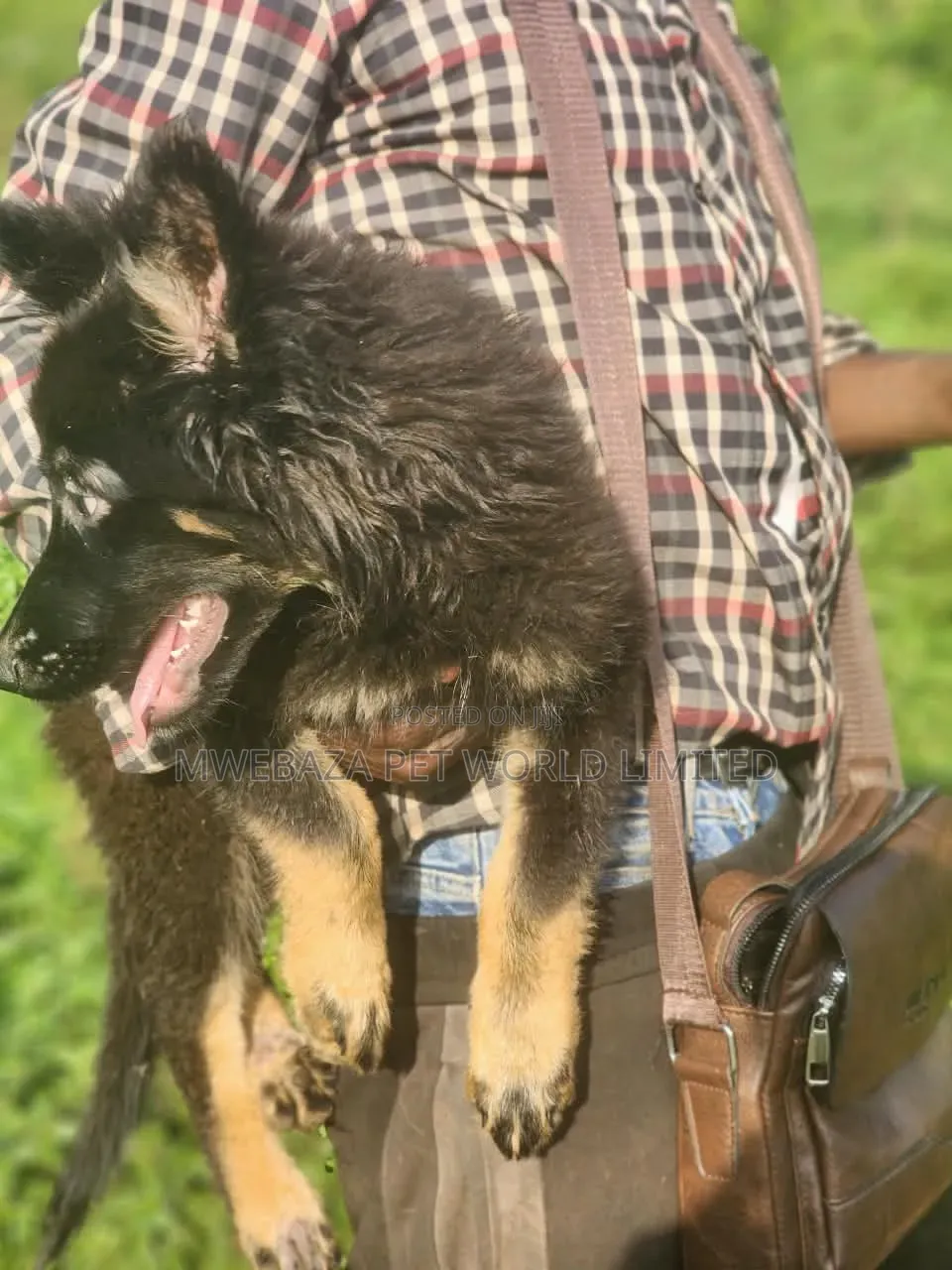 1-3 months Male Purebred German Shepherd