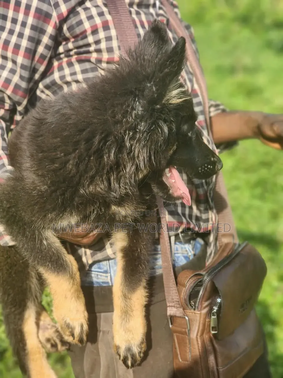 1-3 months Male Purebred German Shepherd