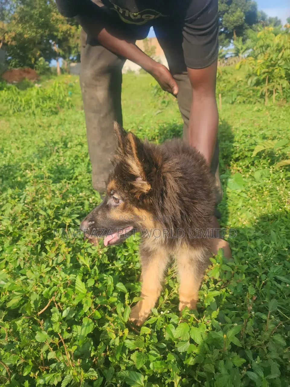 1-3 months Male Purebred German Shepherd