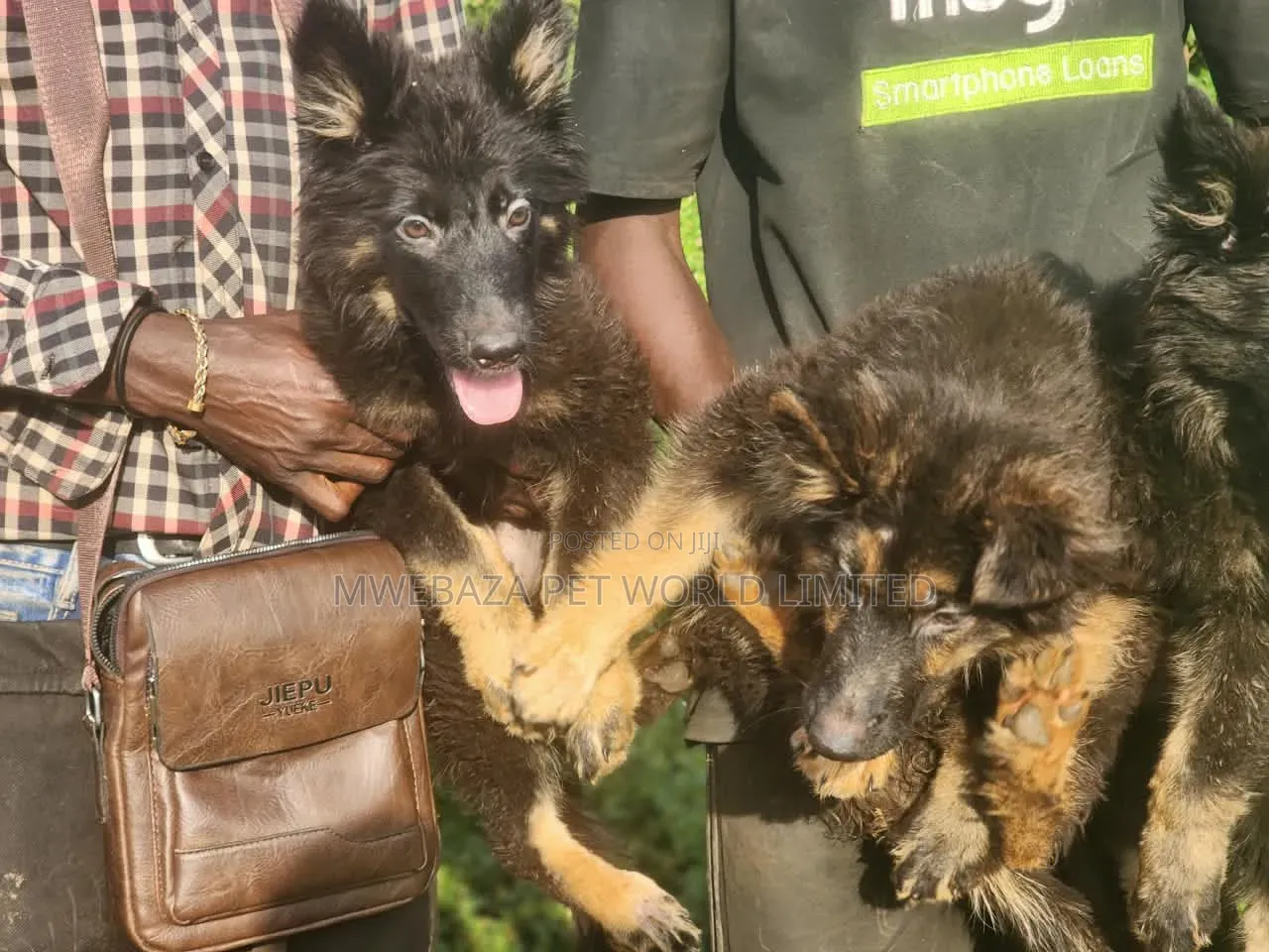 1-3 months Male Purebred German Shepherd