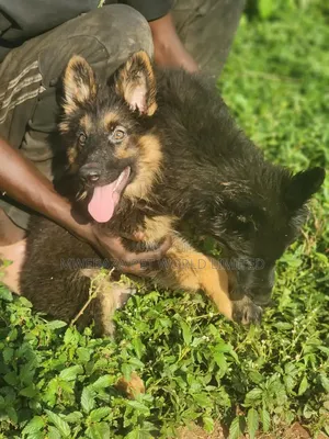 1-3 months Female Purebred German Shepherd