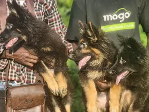 1-3 months Female Purebred German Shepherd