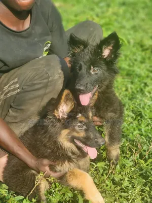 1-3 months Female Purebred German Shepherd