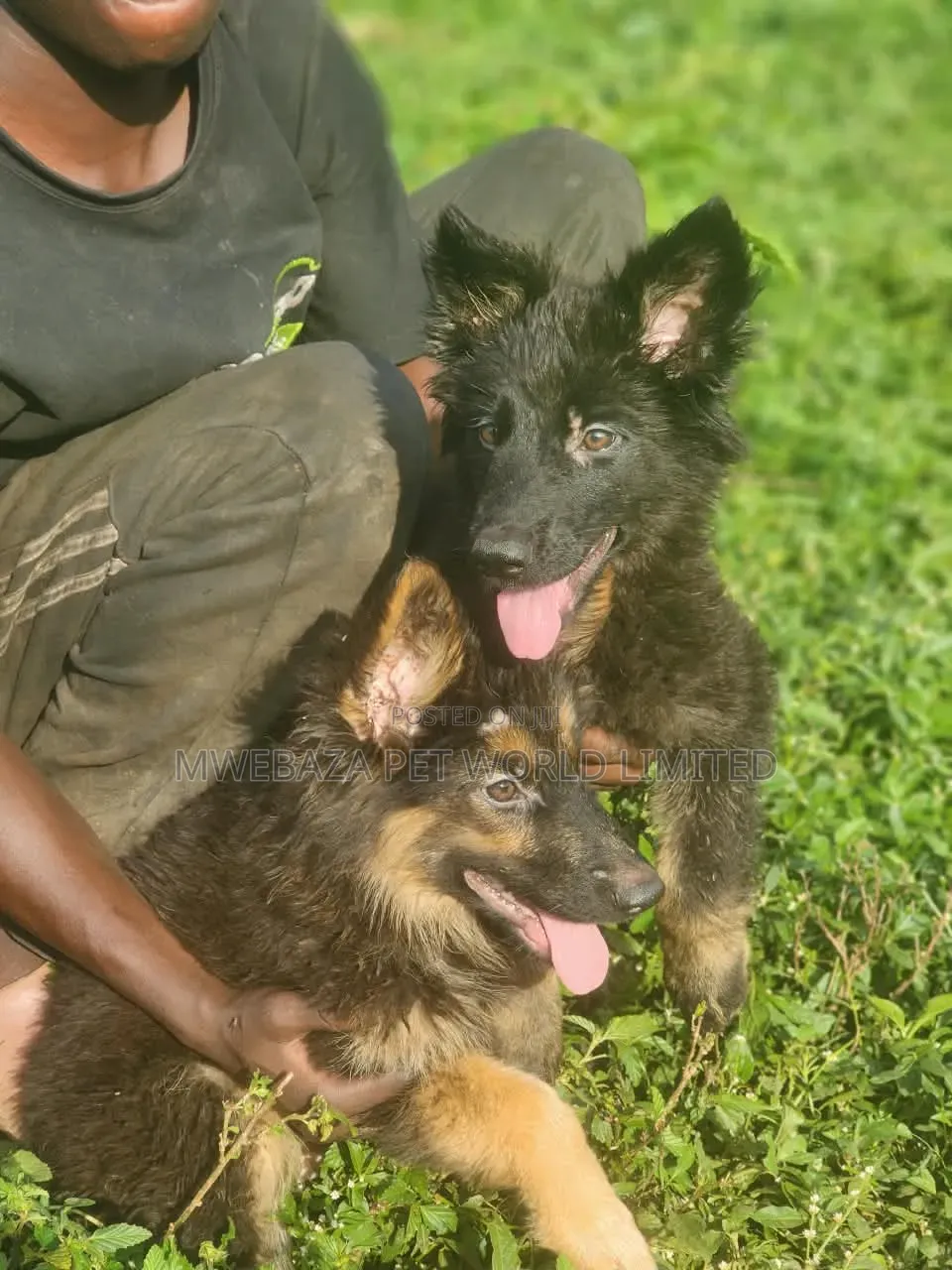 1-3 months Female Purebred German Shepherd
