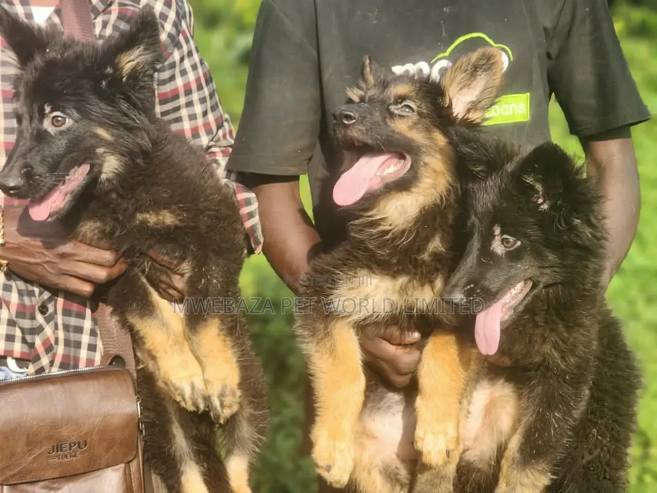 1-3 months Female Purebred German Shepherd