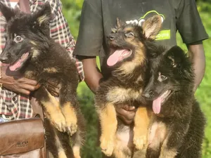 1-3 months Female Purebred German Shepherd