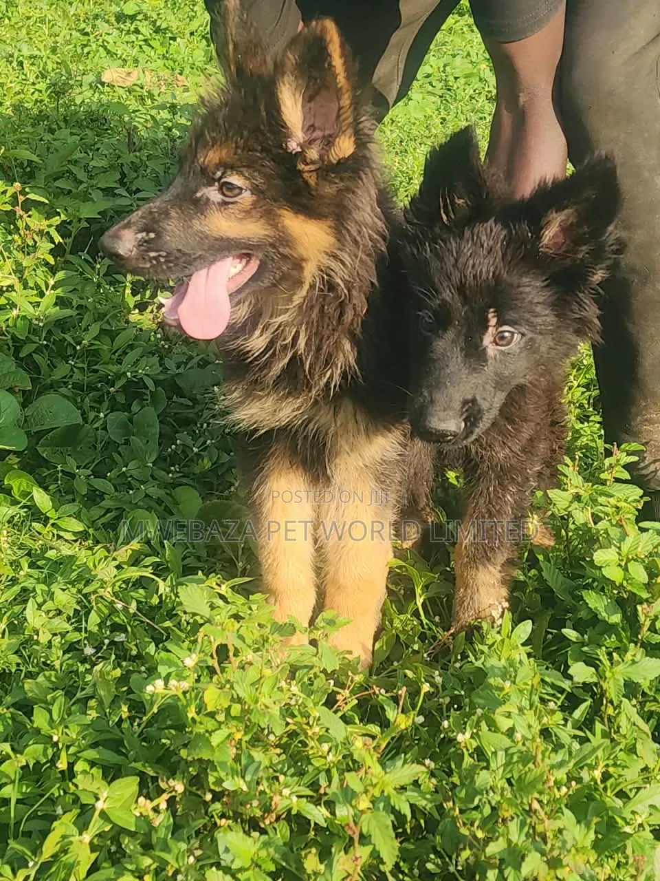 1-3 months Female Purebred German Shepherd