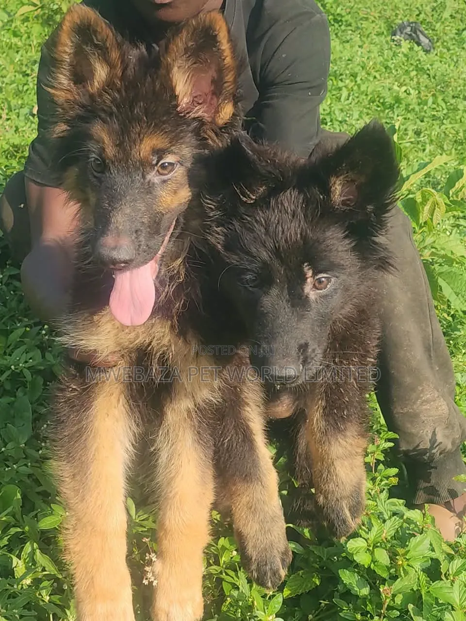 1-3 months Female Purebred German Shepherd