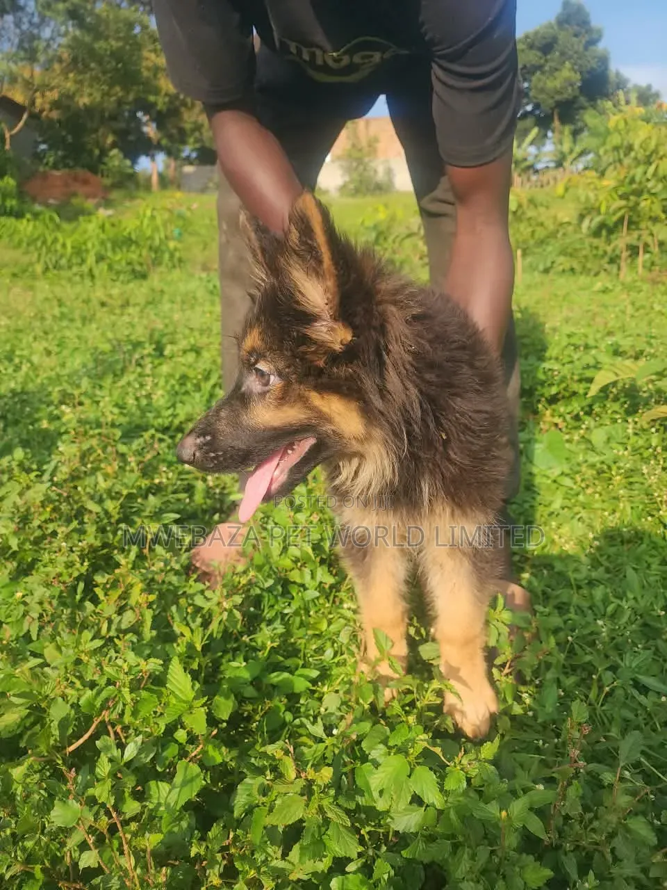 1-3 months Female Purebred German Shepherd