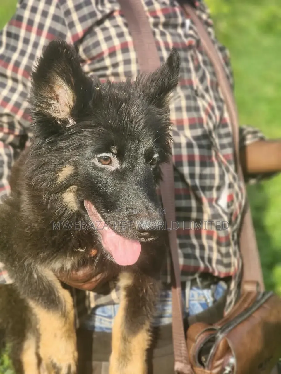 1-3 months Female Purebred German Shepherd