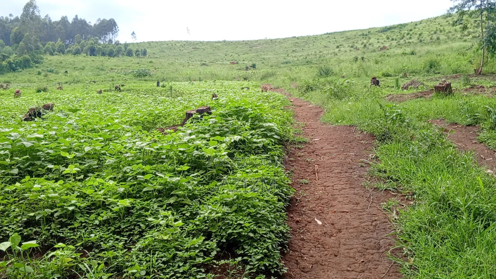 Land for Sale