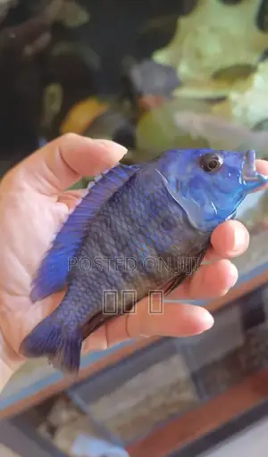 Cichlids Fish