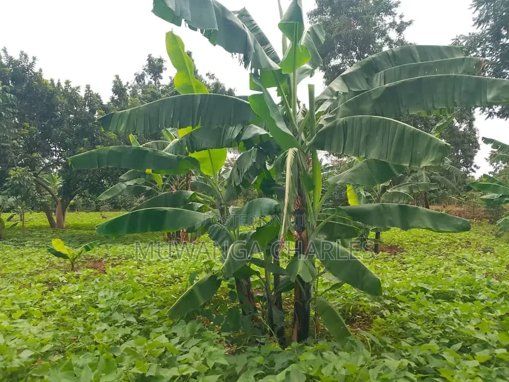 Plots on Sale at Mutuga Kalasa