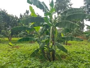 Plots on Sale at Mutuga Kalasa