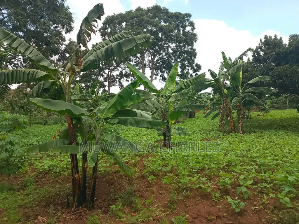 Plots on Sale at Mutuga Kalasa