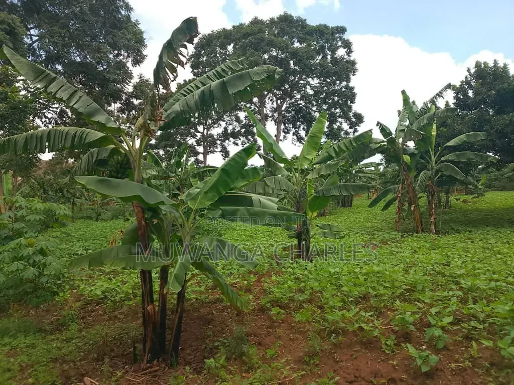 Plots on Sale at Mutuga Kalasa