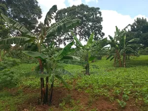 Plots on Sale at Mutuga Kalasa