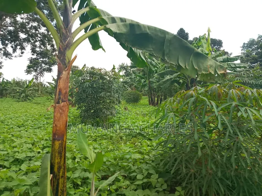 Plots on Sale at Mutuga Kalasa