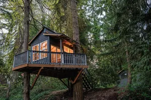 Tree House Construction