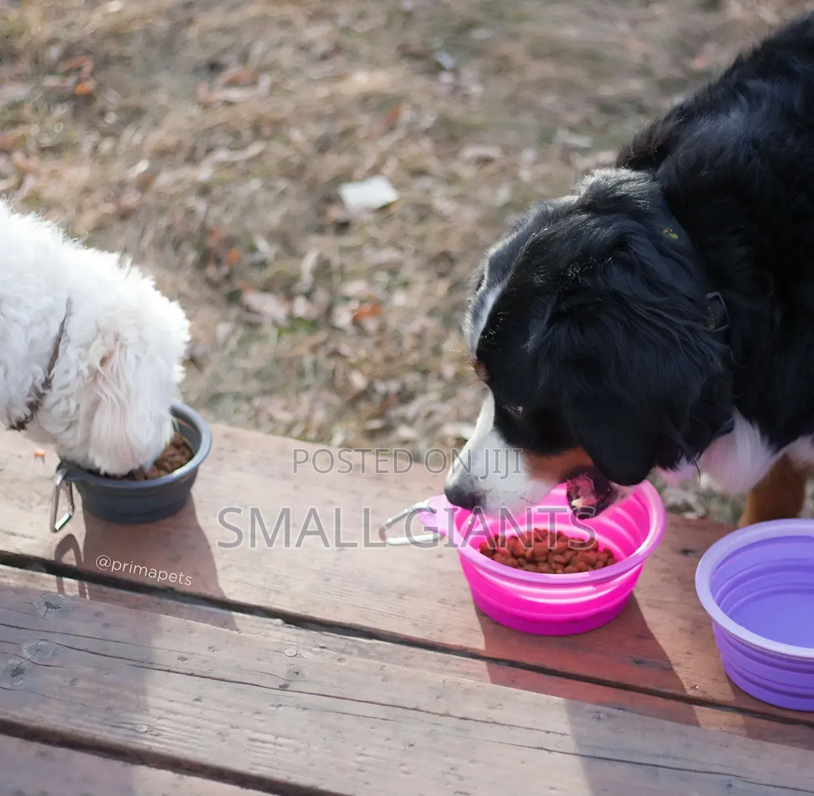 Collapsible Dog Bowl for Cats Dogs