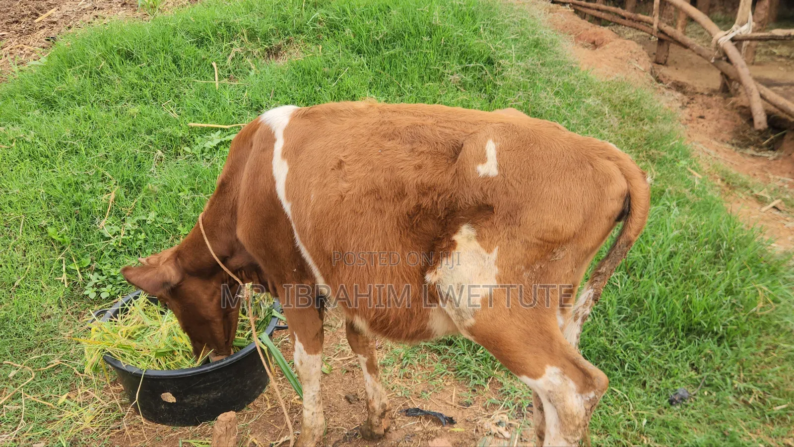 Ayrshire Breed on Market