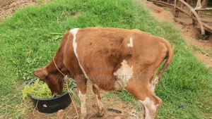 Ayrshire Breed on Market