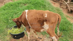 Ayrshire Breed on Market