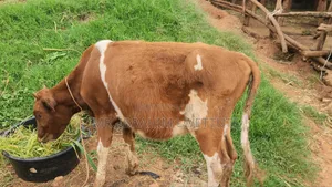 Ayrshire Breed on Market