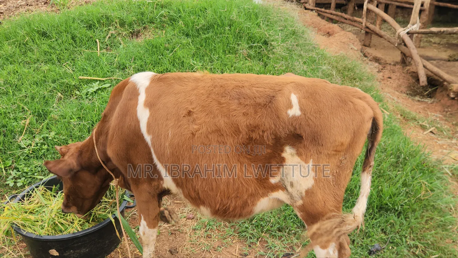 Ayrshire Breed on Market