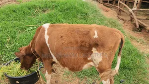 Ayrshire Breed on Market