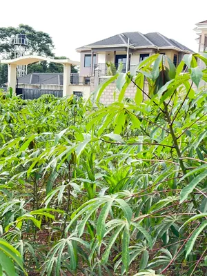 Kira Nabusugwe 100×100feet Plot of Land for Sale