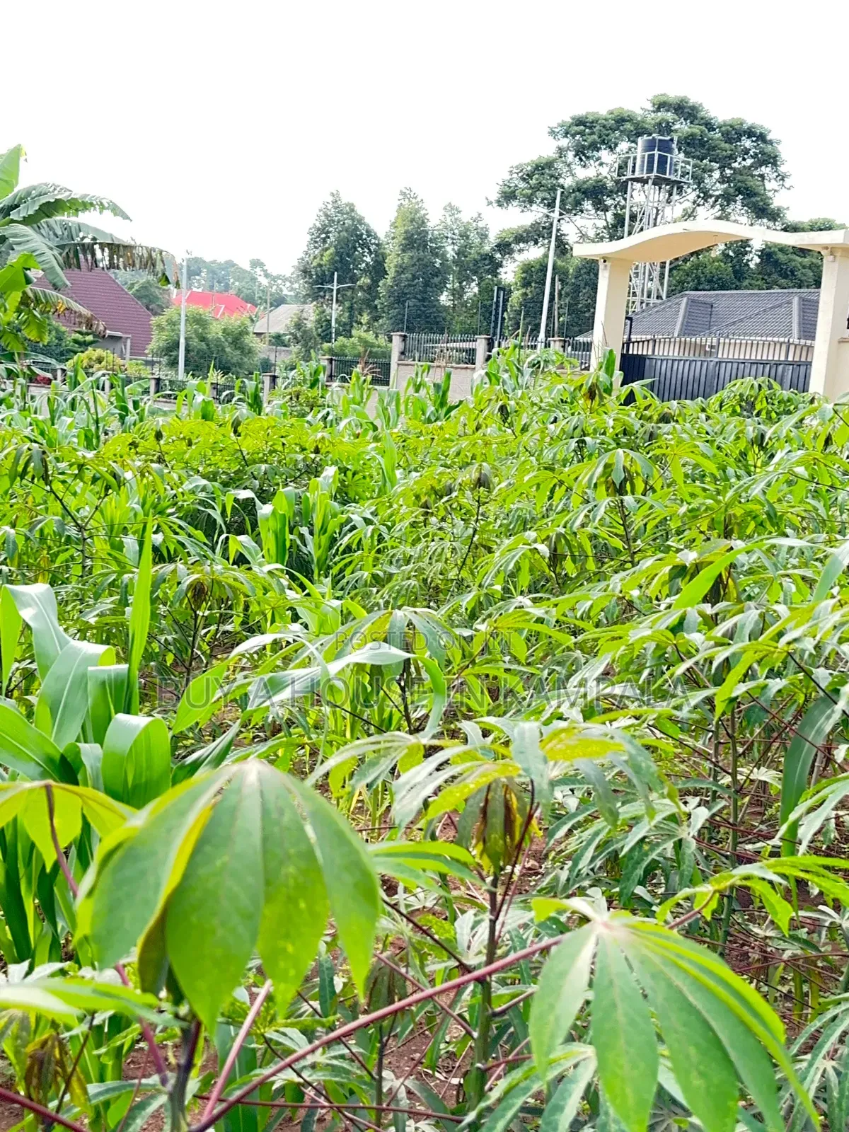 Kira Nabusugwe 100×100feet Plot of Land for Sale