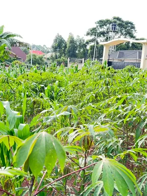 Kira Nabusugwe 100×100feet Plot of Land for Sale