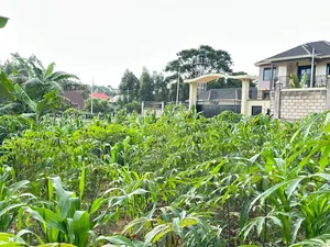 Kira Nabusugwe 100×100feet Plot of Land for Sale