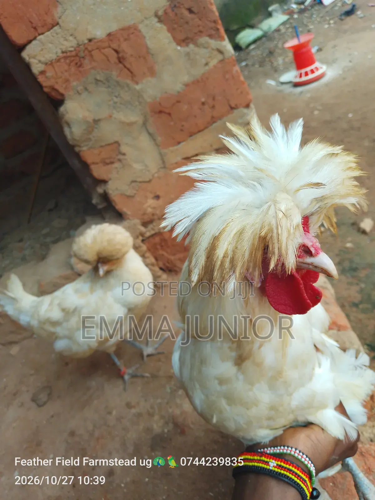 Polish Chicken