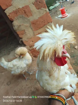 Polish Chicken