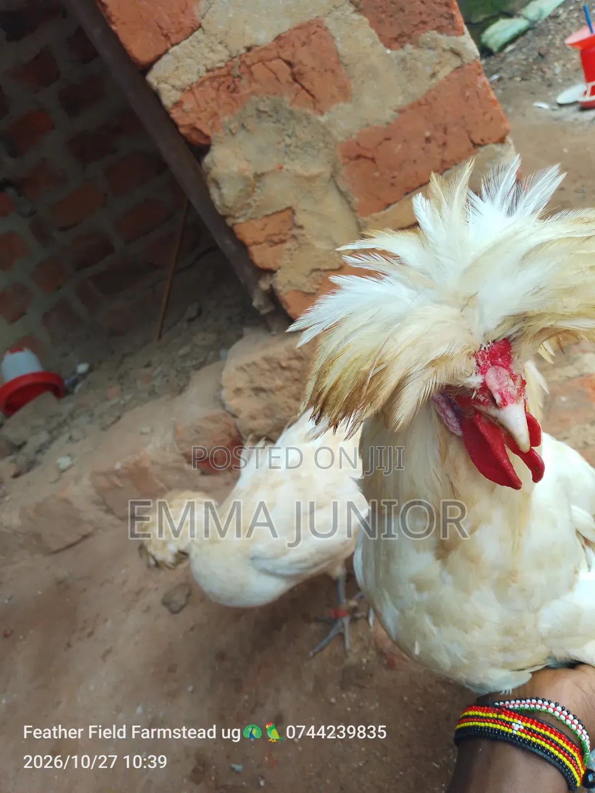 Polish Chicken