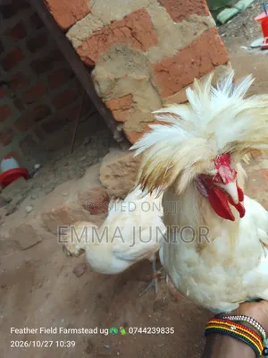 Polish Chicken