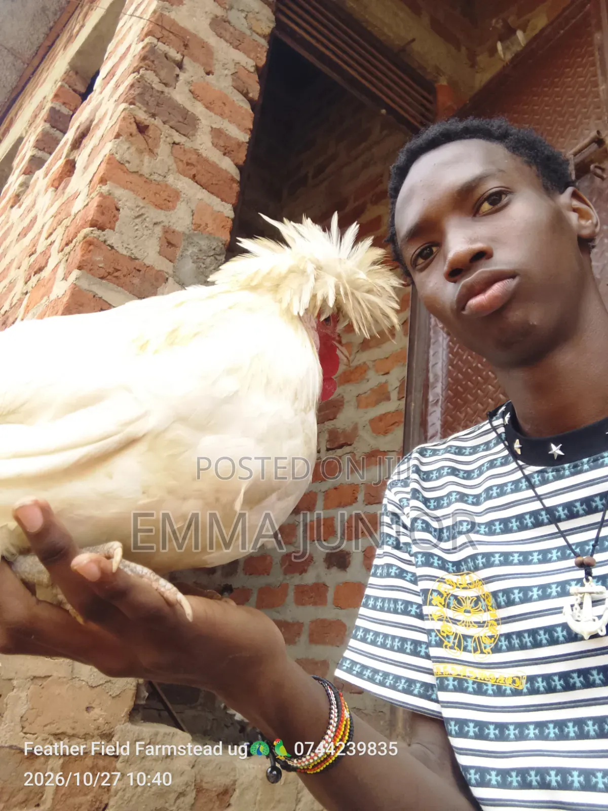 Polish Chicken