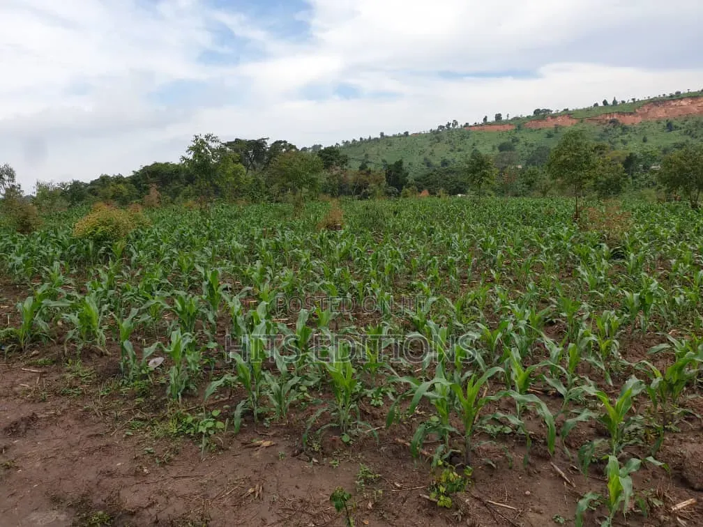 Farm Land Along Semuto Road