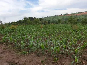 Farm Land Along Semuto Road