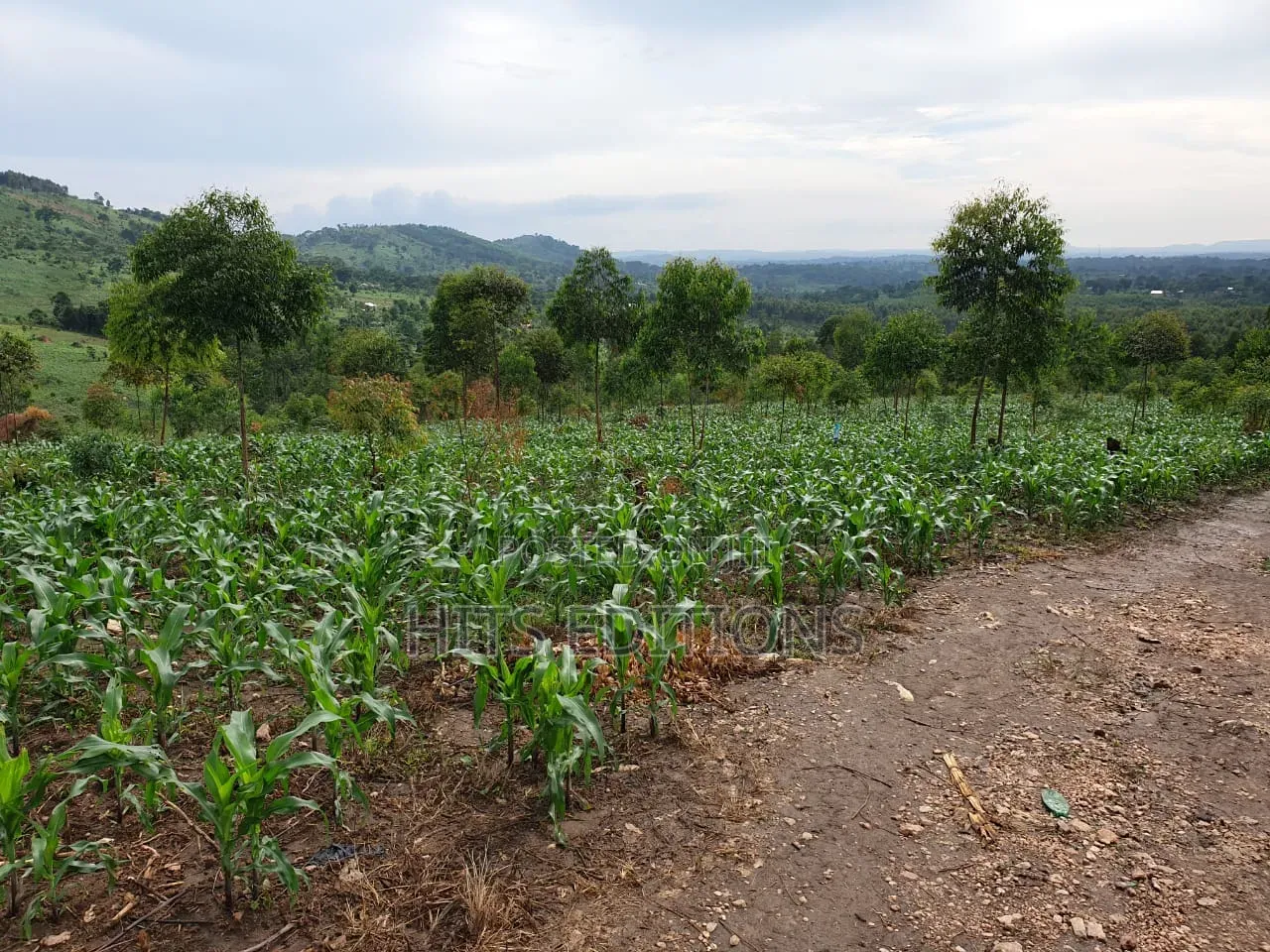Farm Land Along Semuto Road