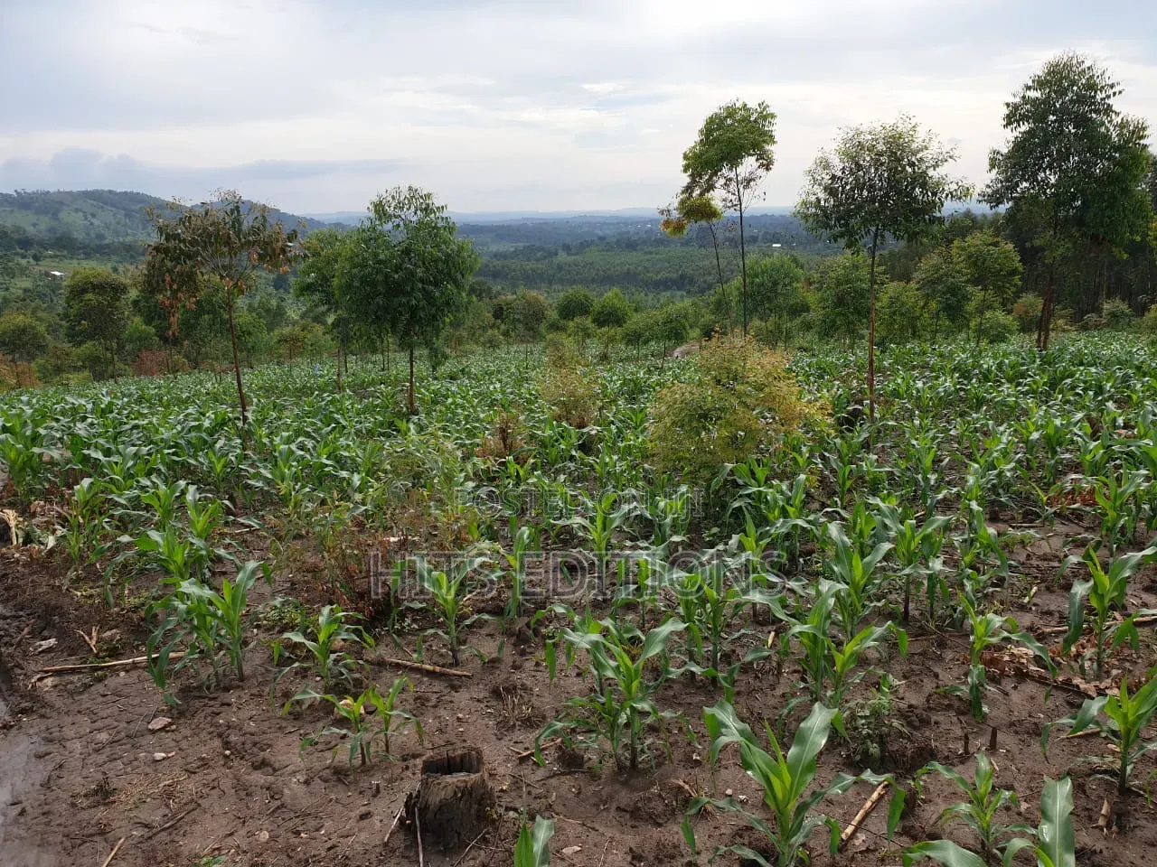 Farm Land Along Semuto Road