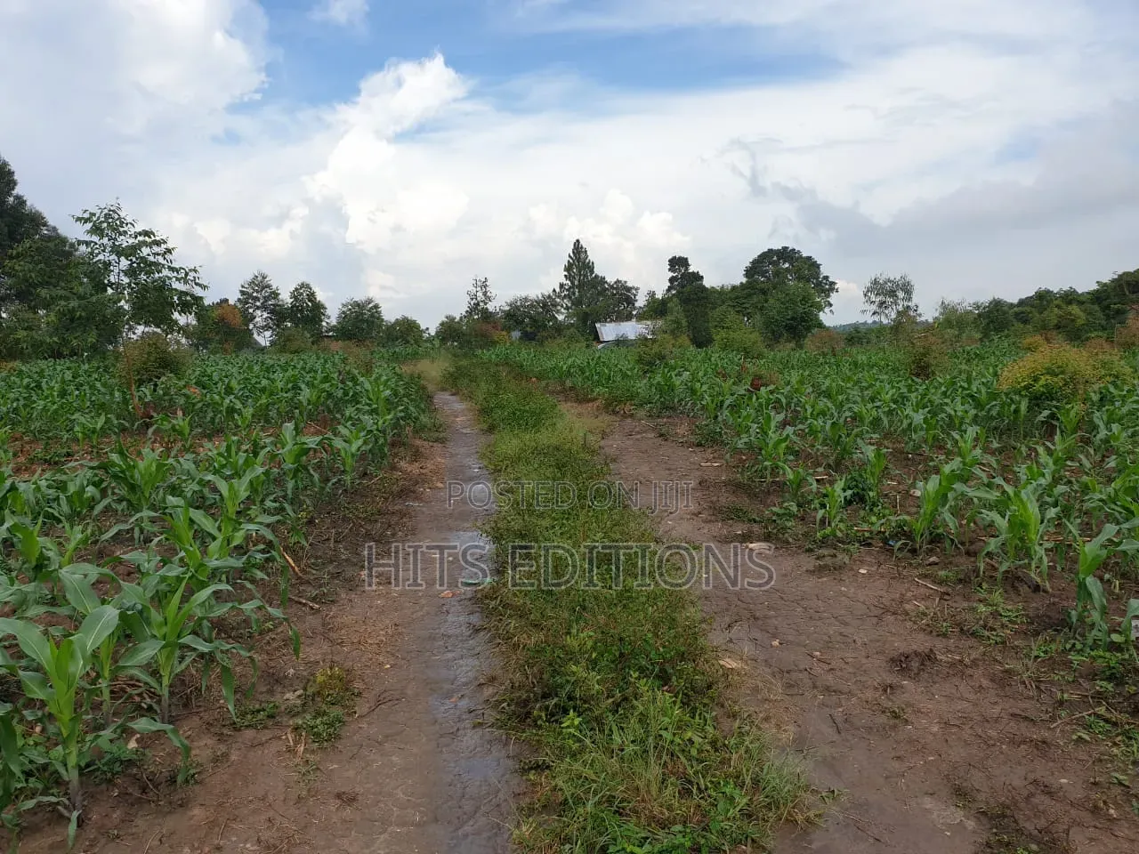 Farm Land Along Semuto Road