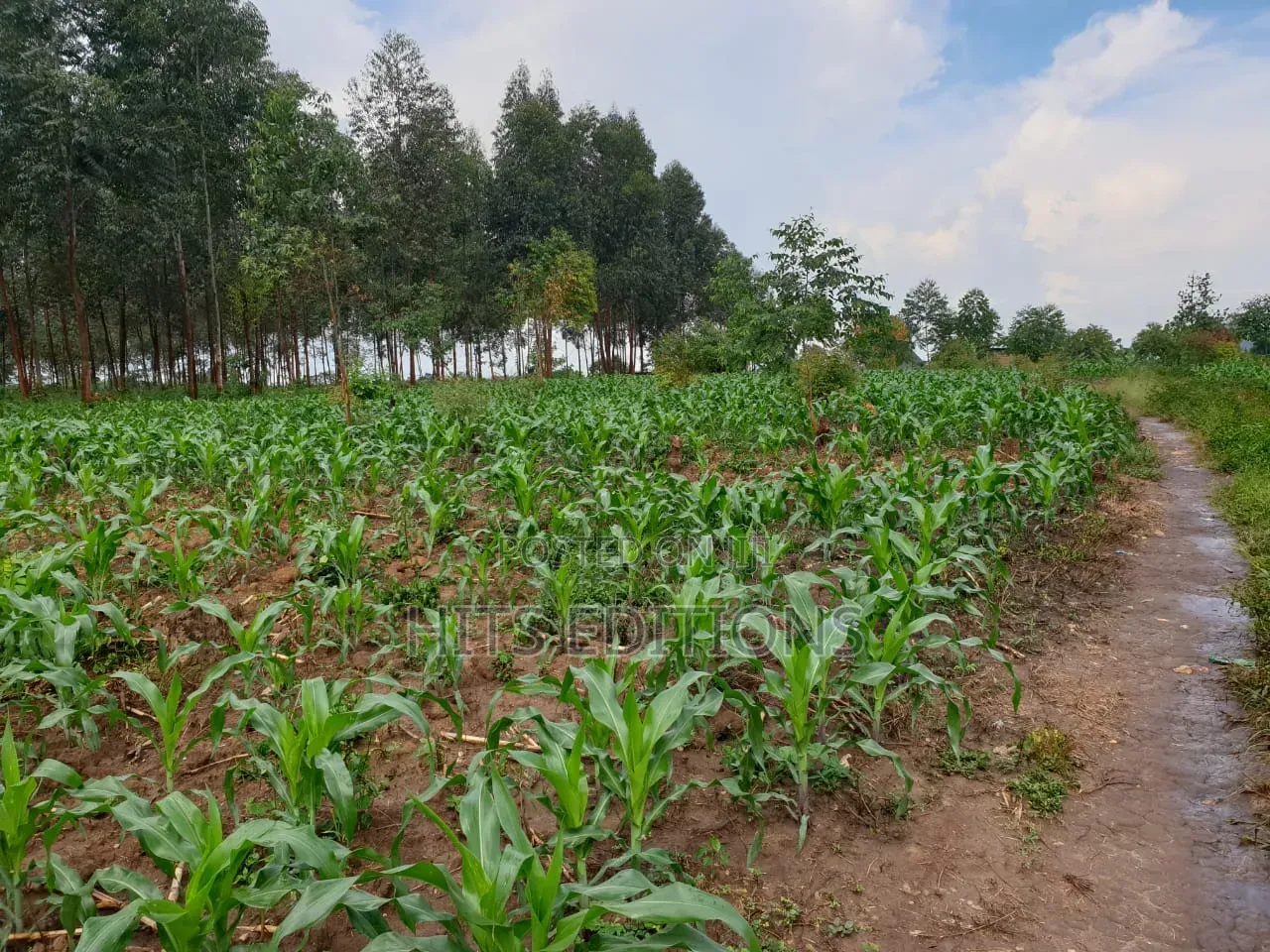 Farm Land Along Semuto Road