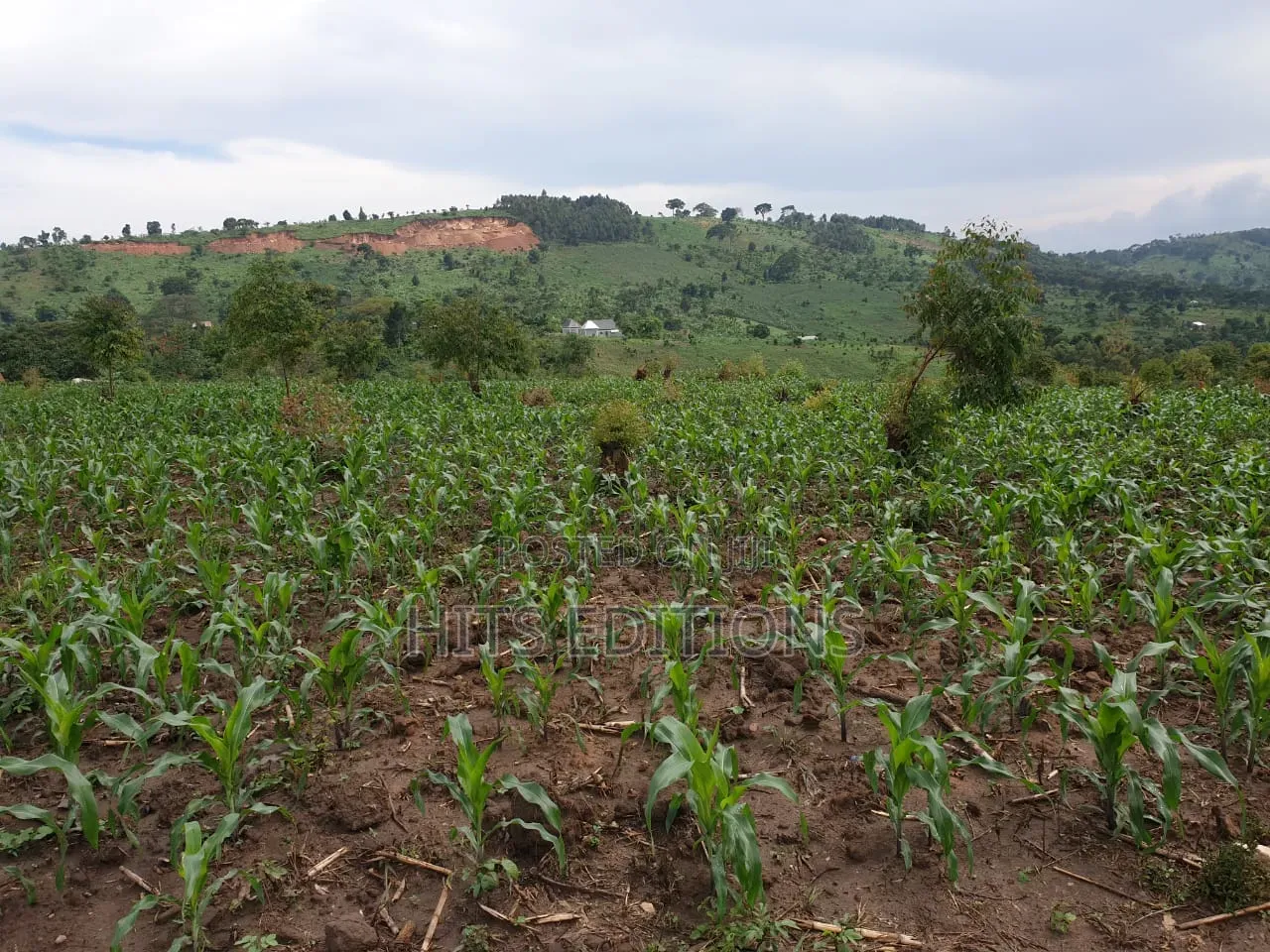 Farm Land Along Semuto Road