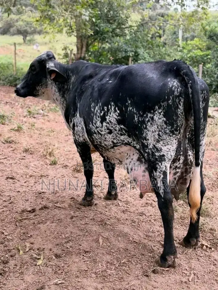 Pedigree Dairy Breeds