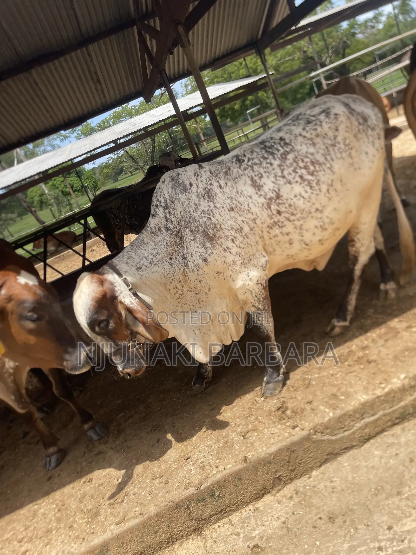 Pedigree Dairy Breeds