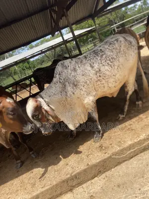 Pedigree Dairy Breeds
