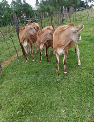 Pedigree Dairy Breeds